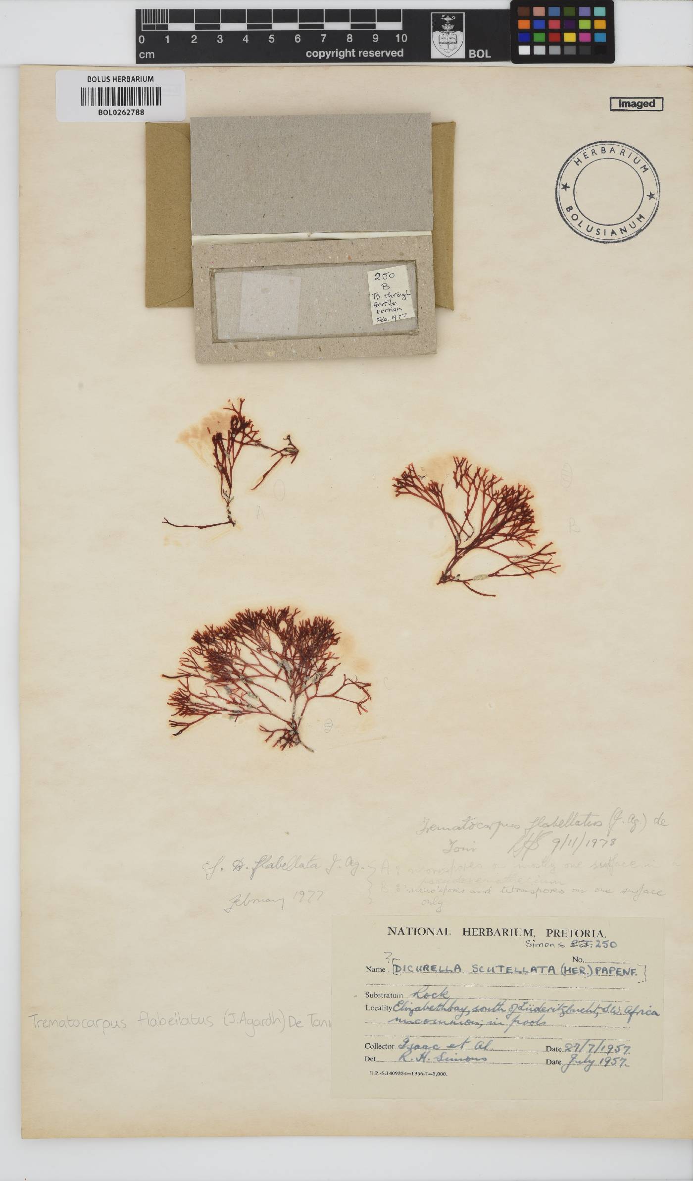 Trematocarpus flabellatus image