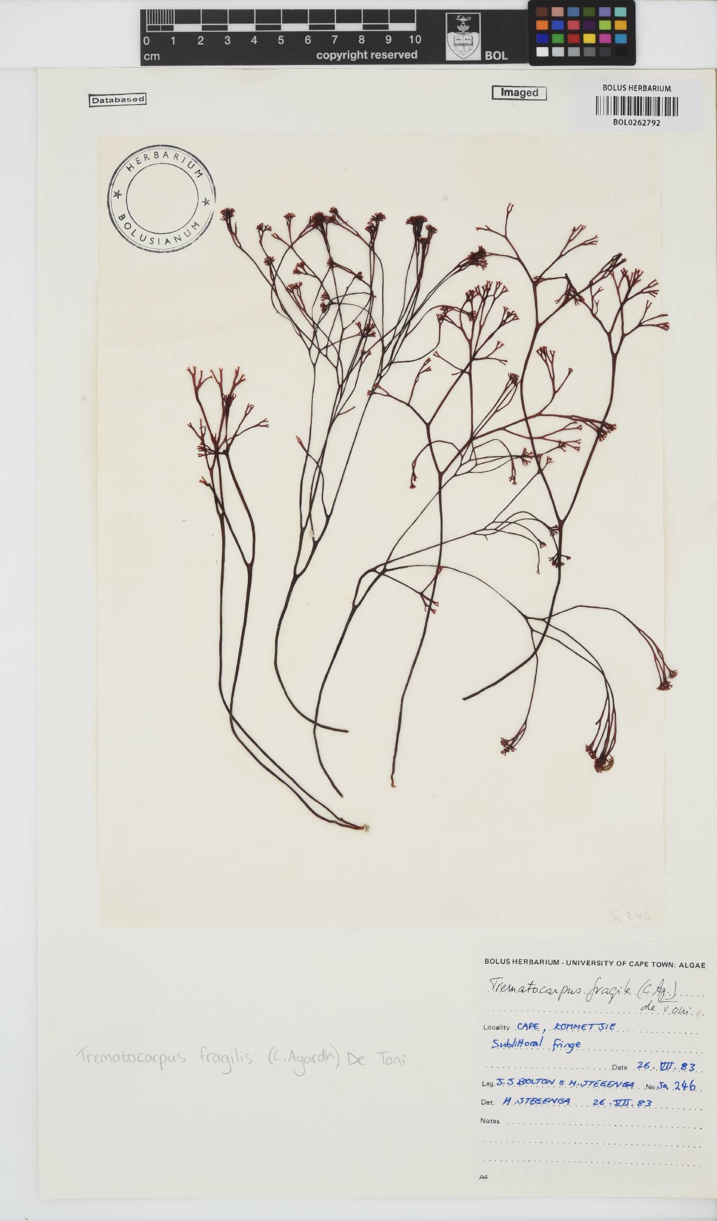 Trematocarpus image