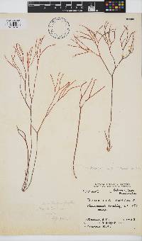 Trematocarpus fragilis image