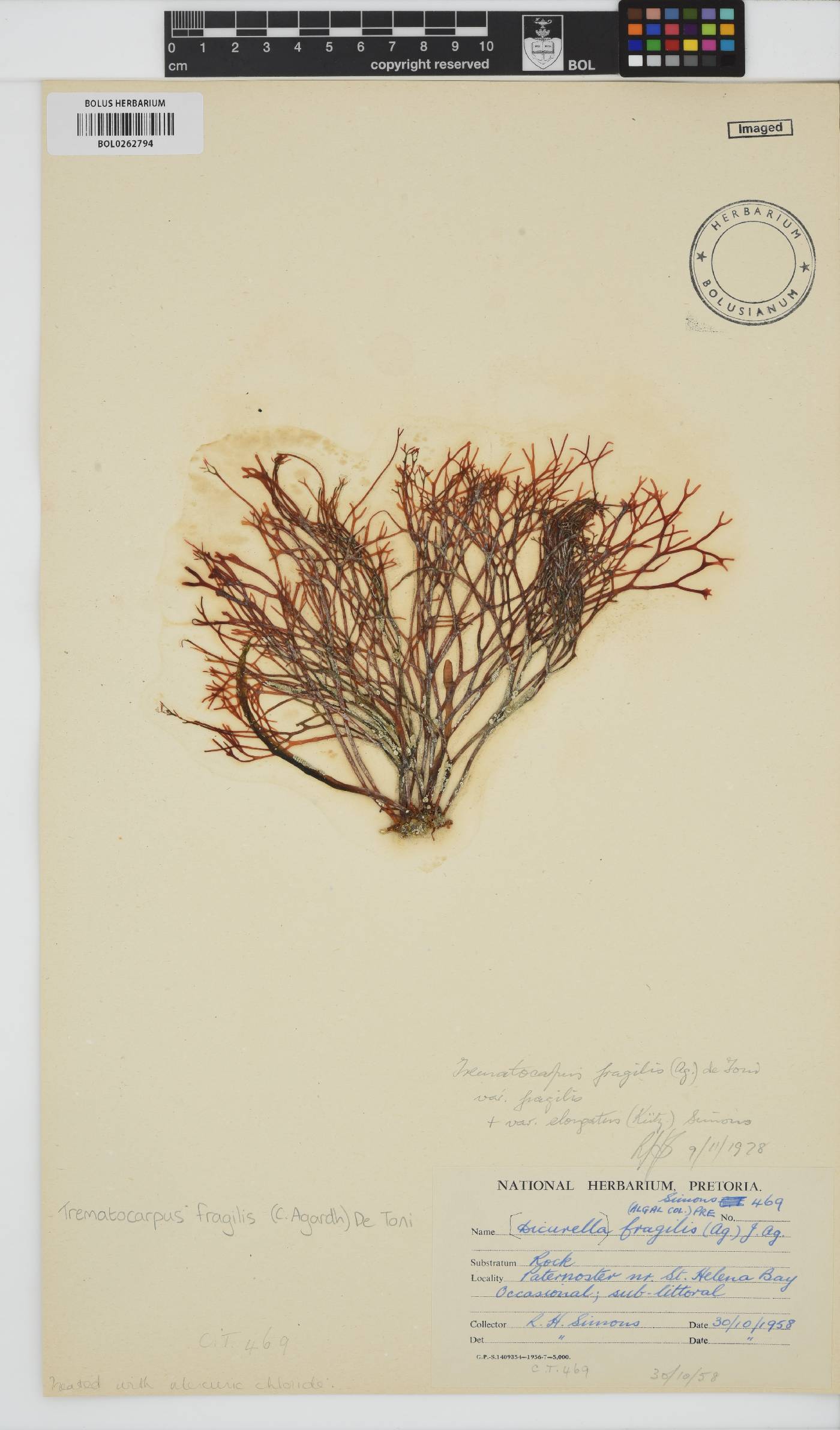 Trematocarpus image