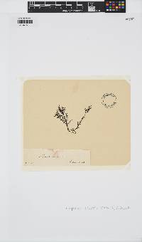 Rytiphlaea tinctoria image