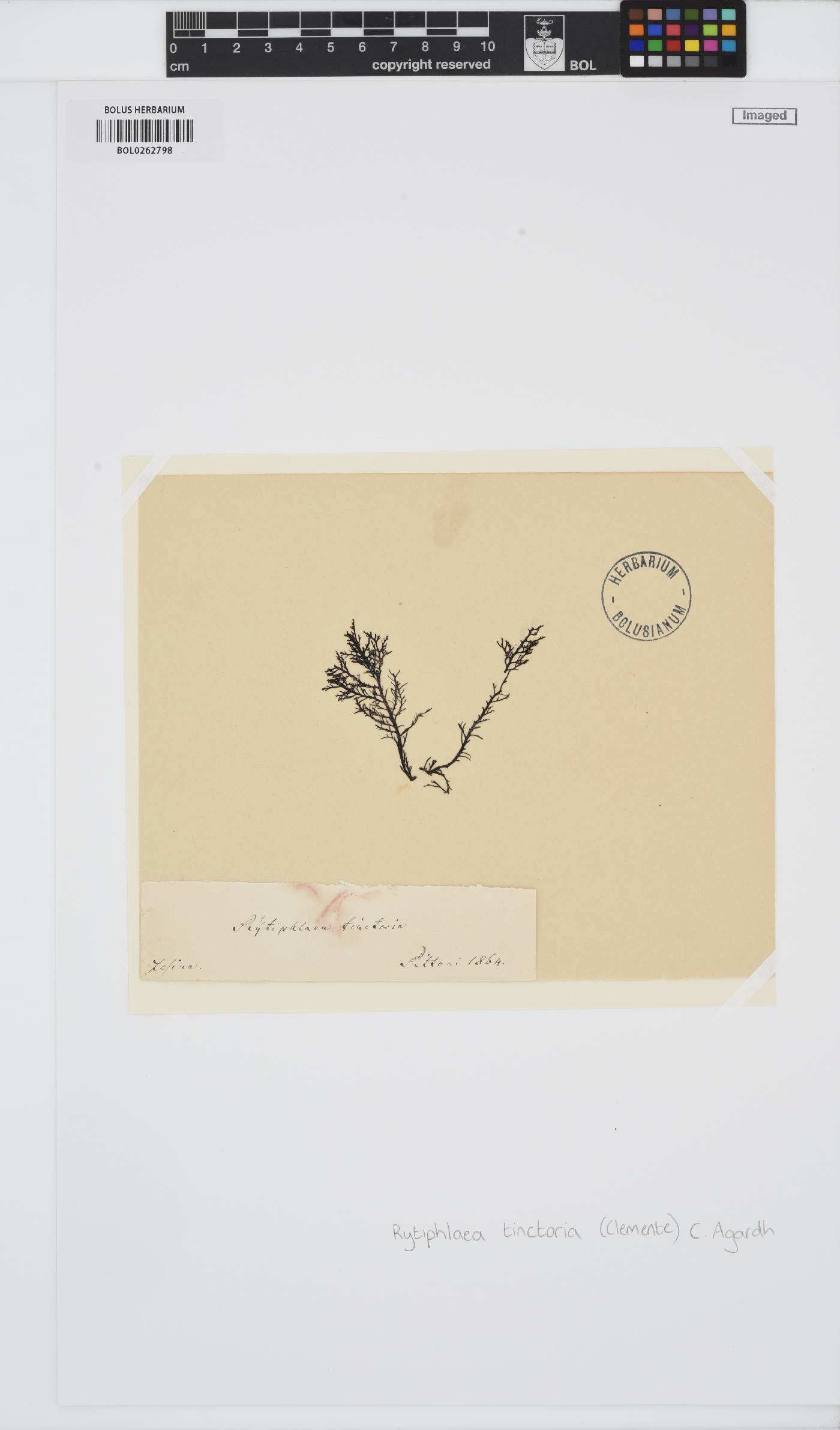 Rytiphlaea tinctoria image