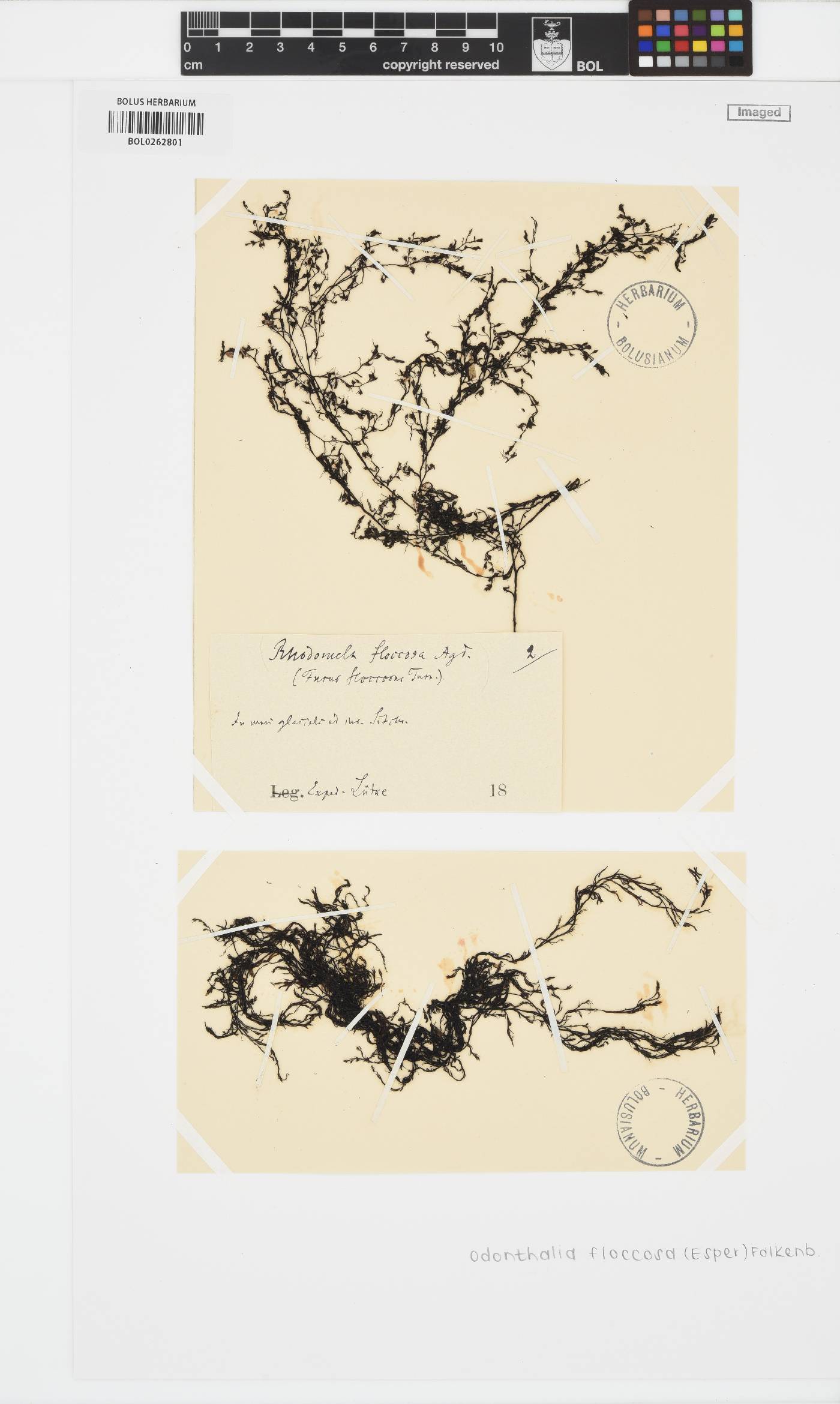 Odonthalia floccosa image