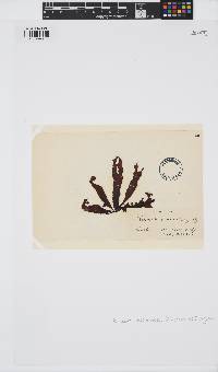 Rissoella verruculosa image