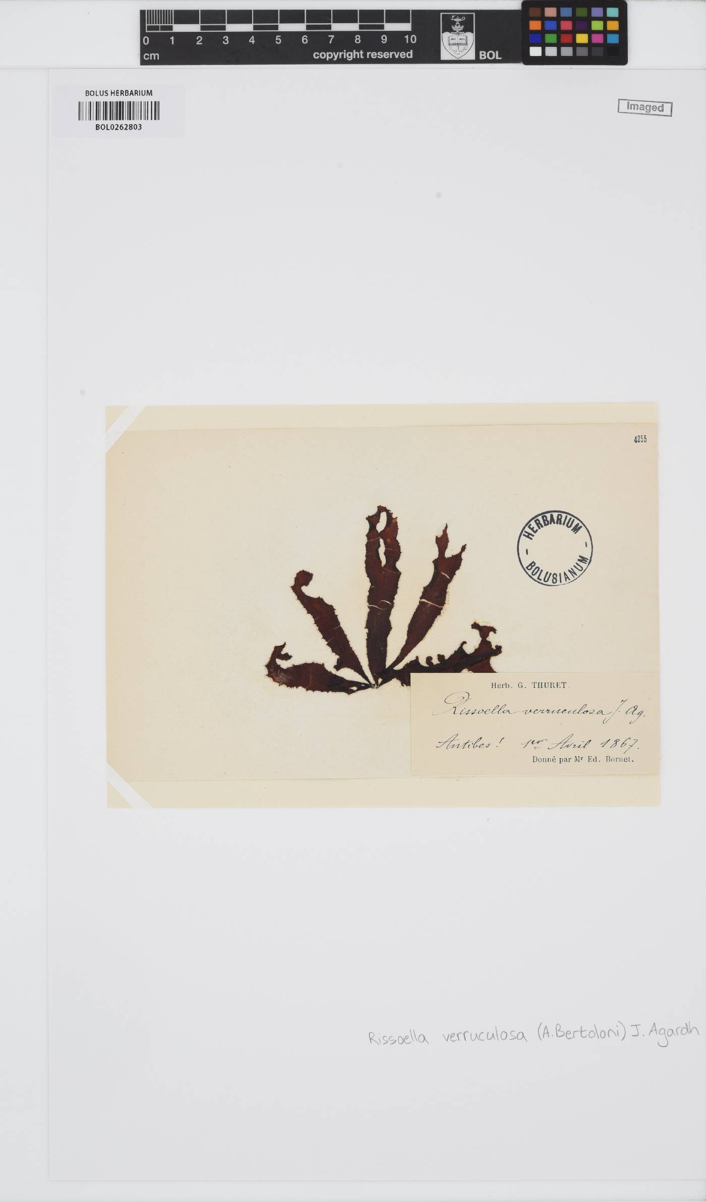 Rissoella verruculosa image