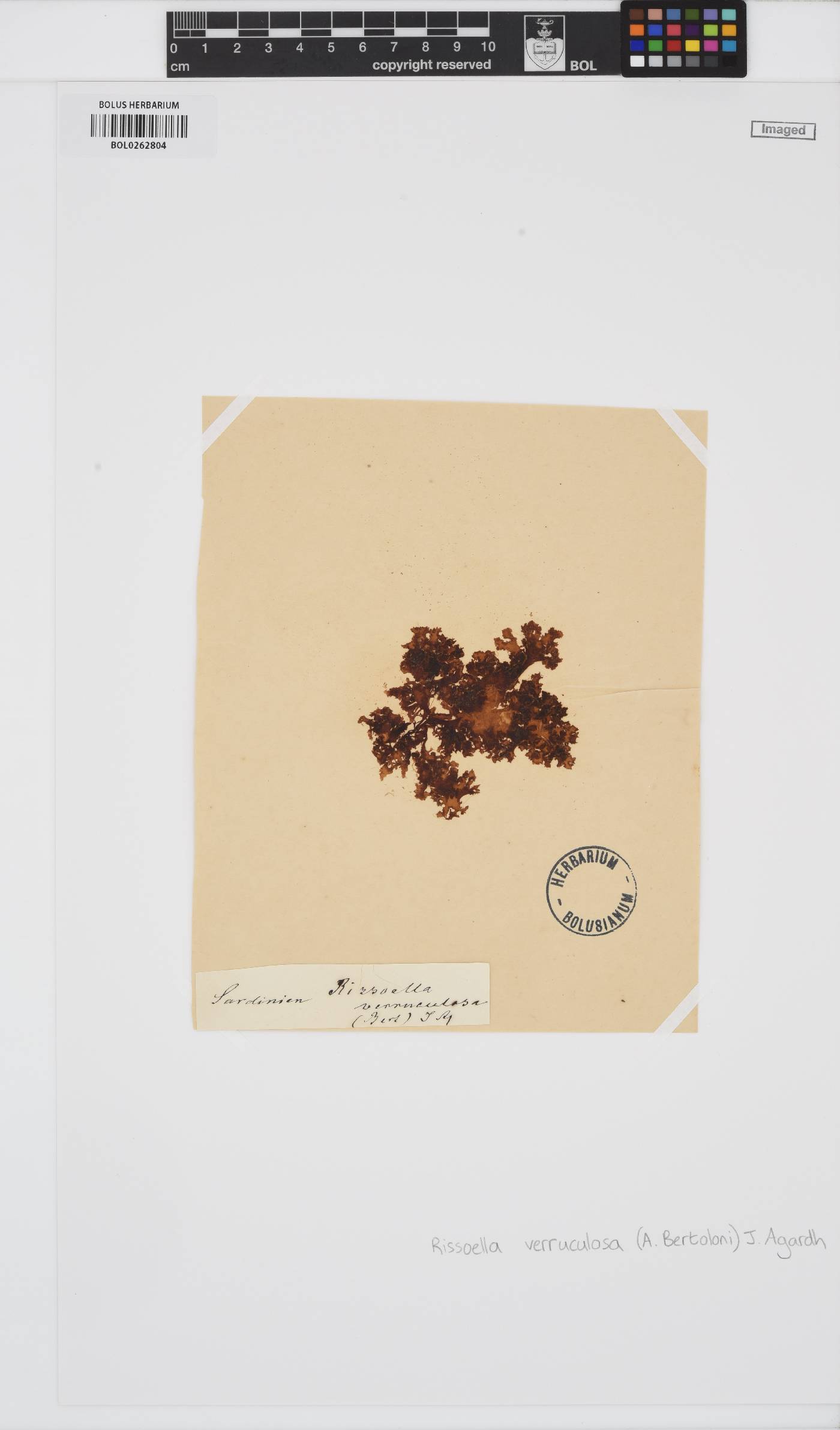 Osmunda regalis image