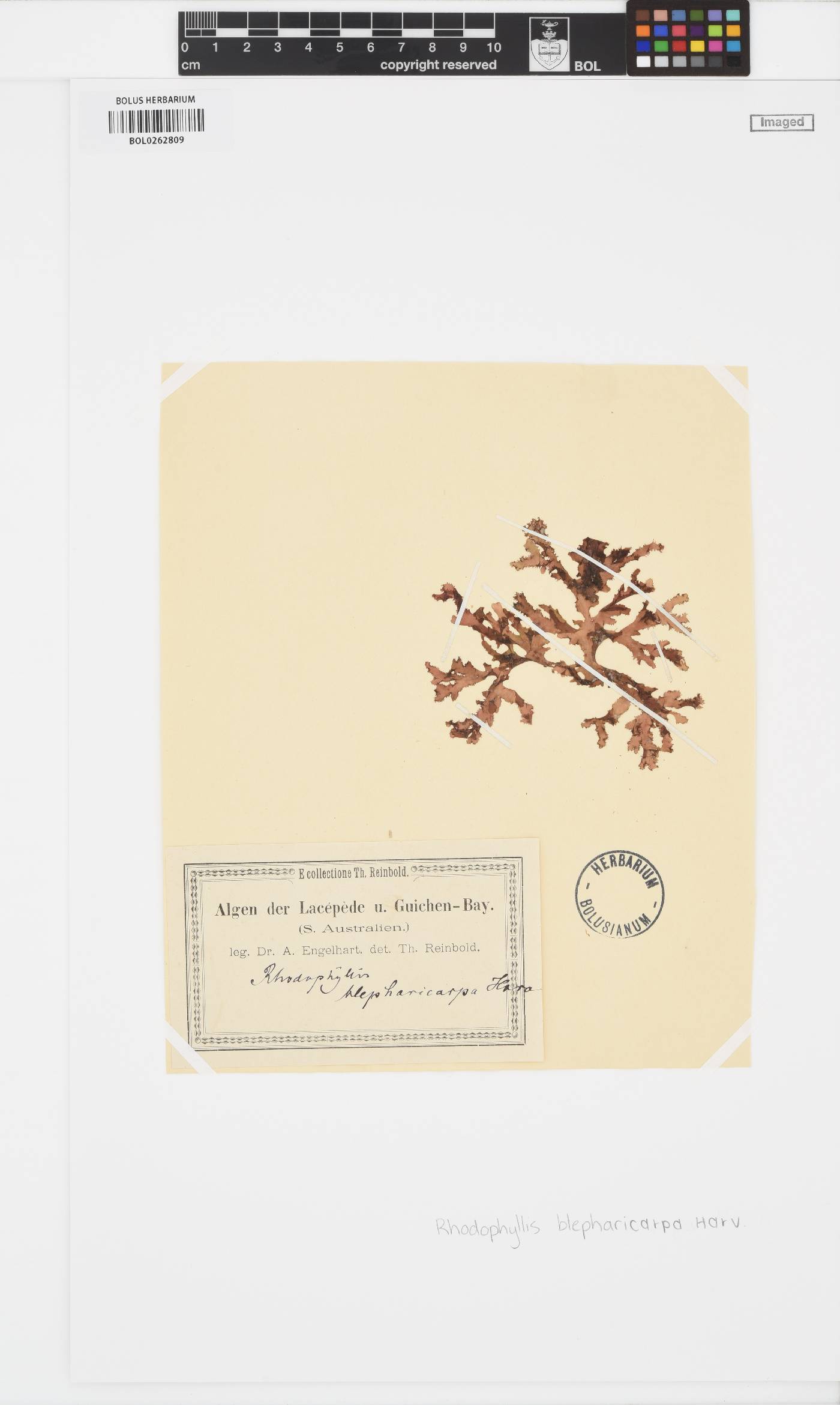 Craspedocarpus blepharicarpus image