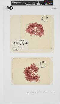 Rhodophyllis bifida image