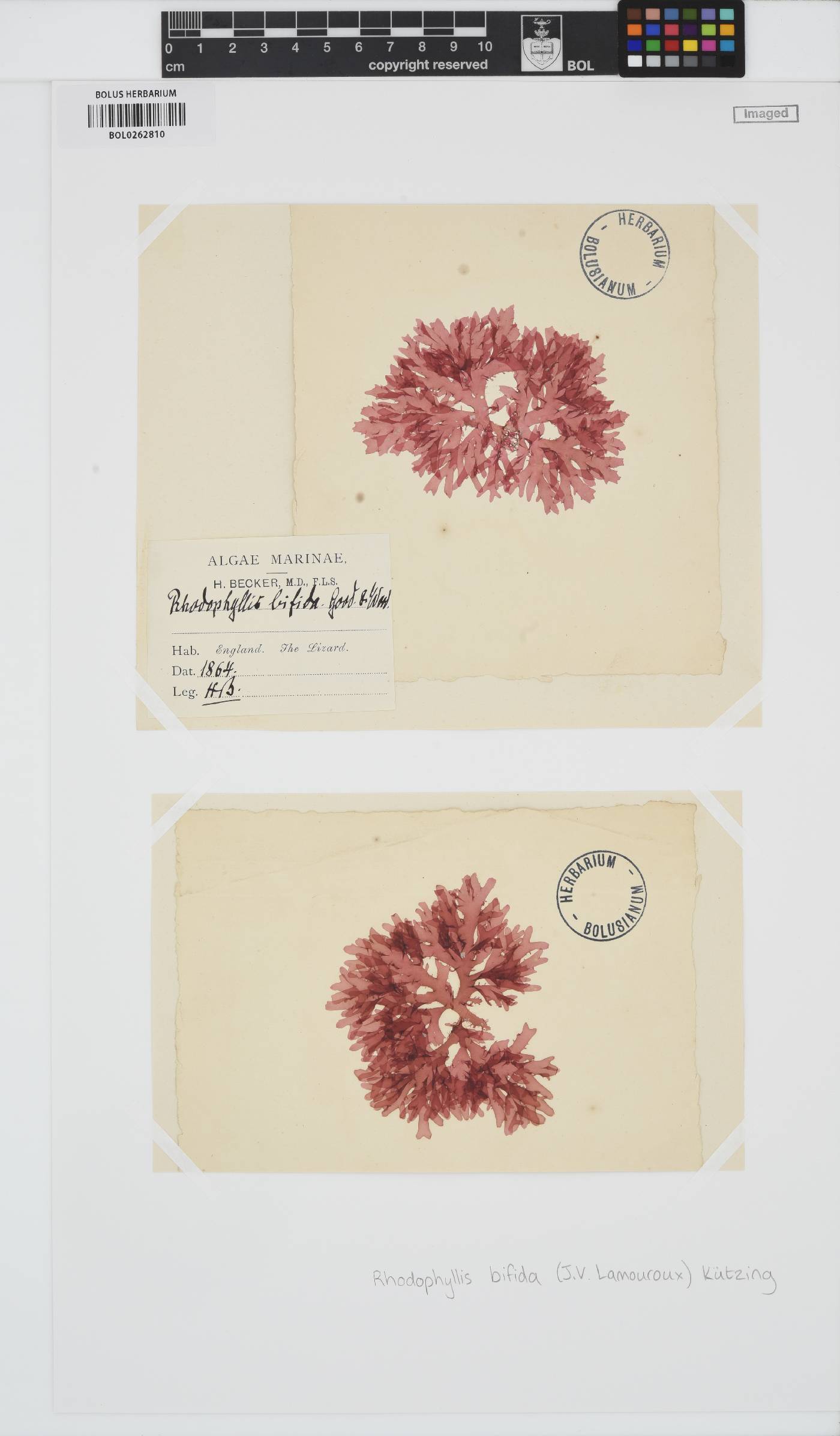 Rhodophyllis bifida image