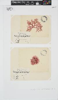 Rhodophyllis bifida image