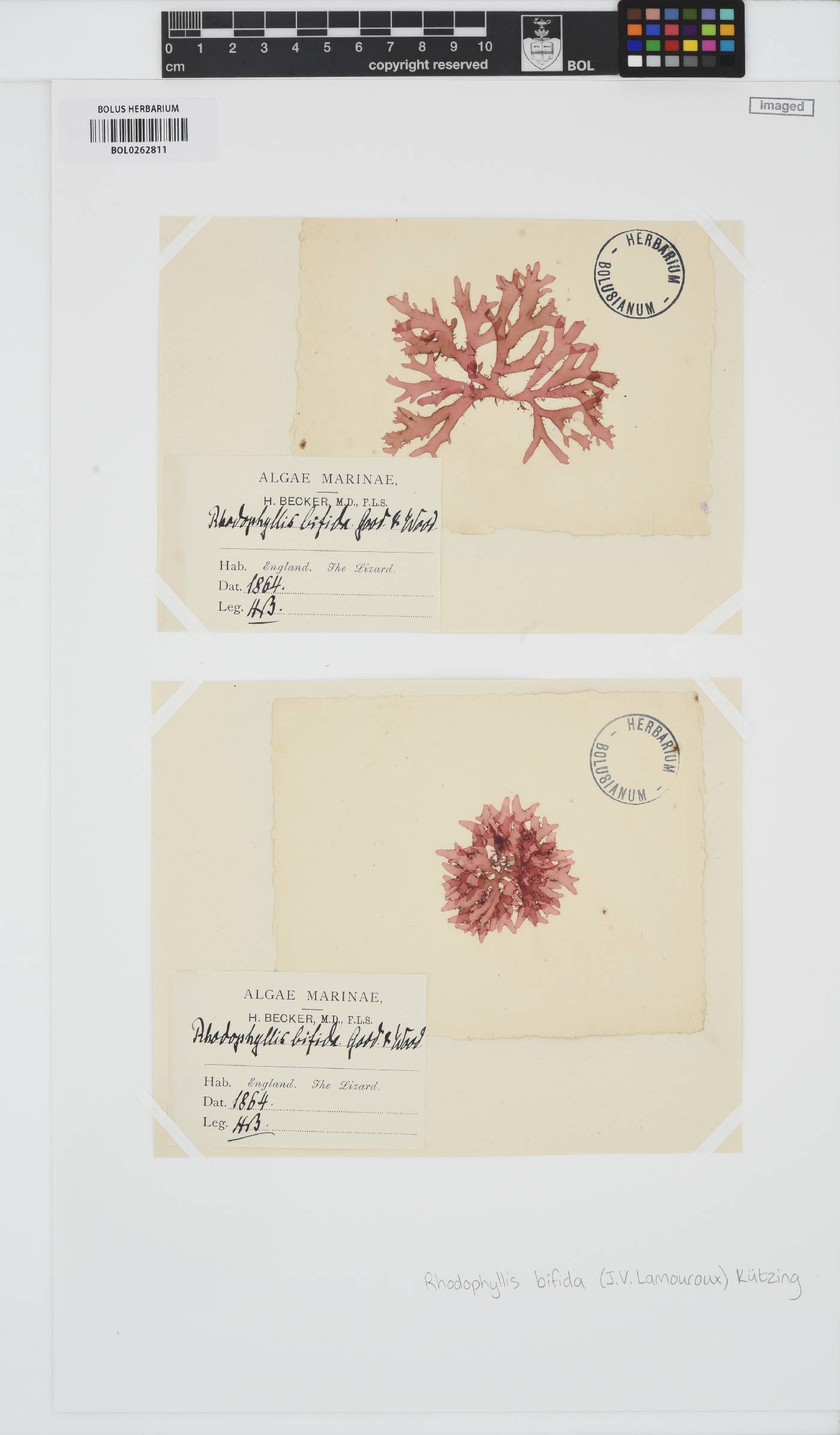Rhodophyllis bifida image