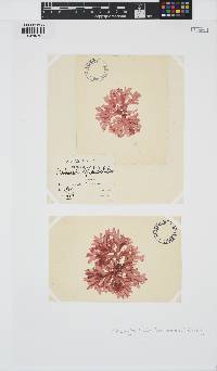 Rhodophyllis bifida image