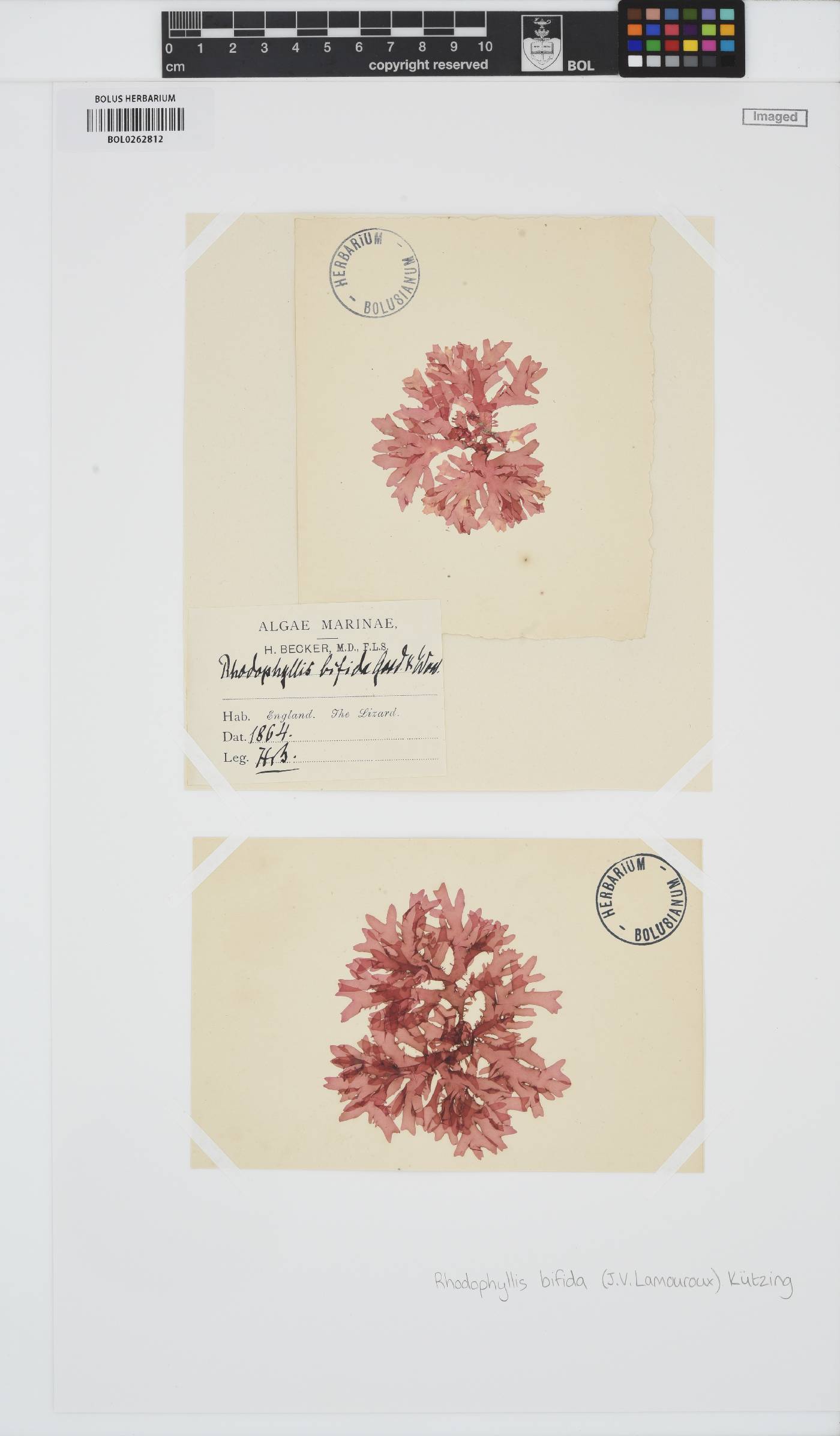 Rhodophyllis bifida image
