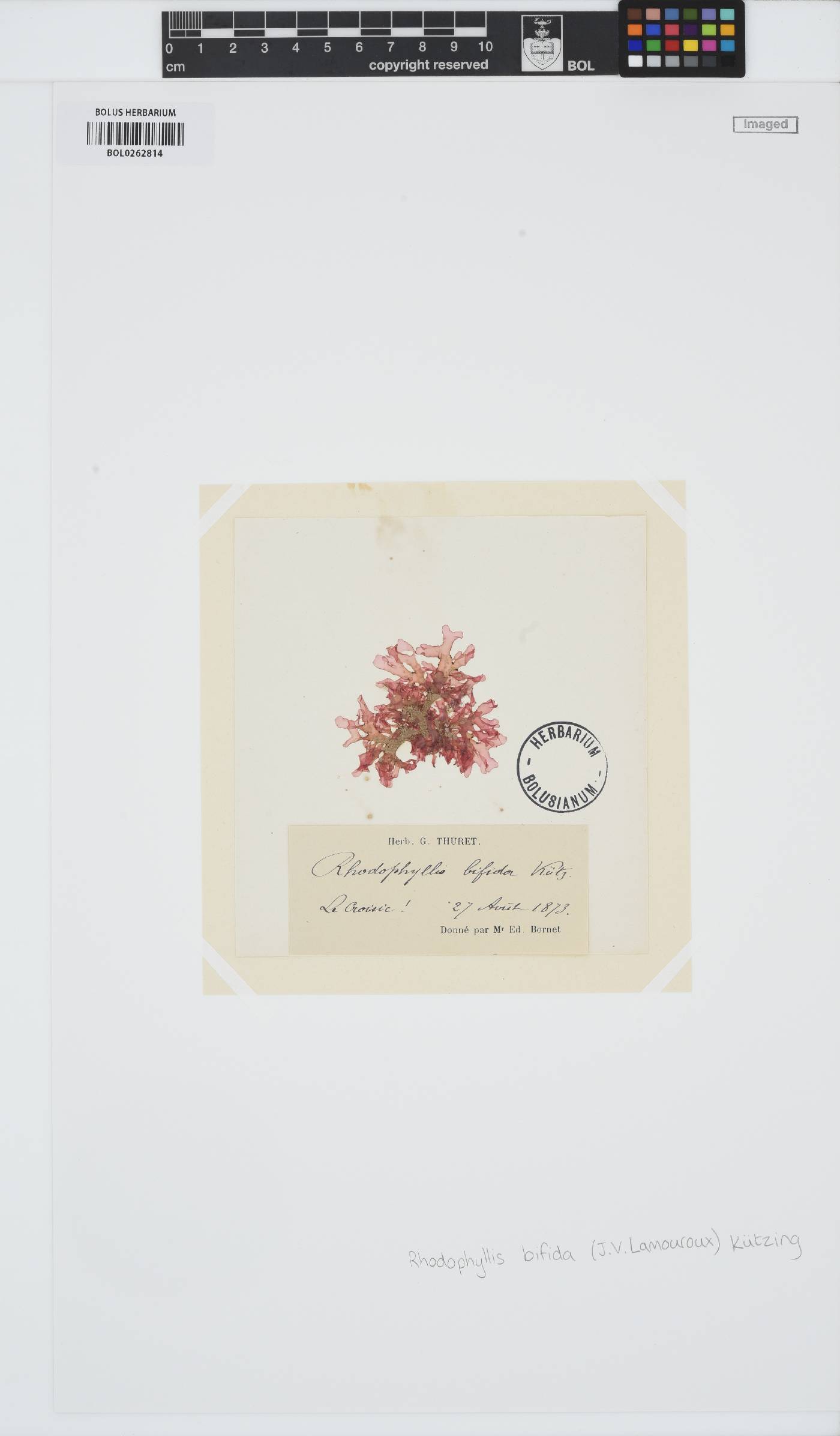 Rhodophyllis bifida image