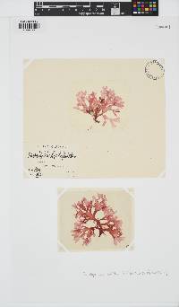 Rhodophyllis bifida image