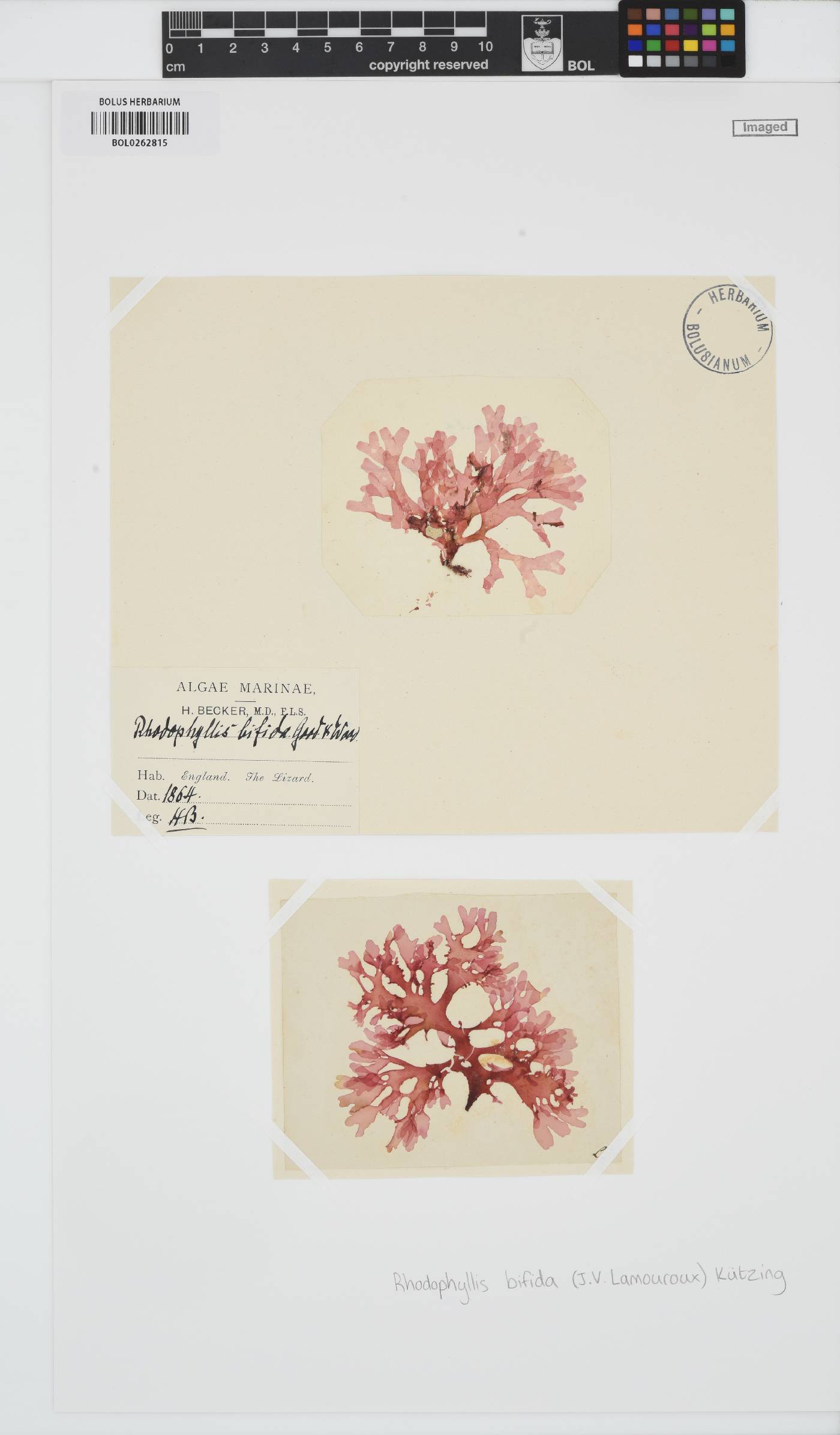Rhodophyllis bifida image