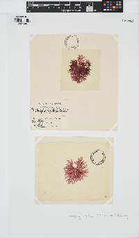 Rhodophyllis bifida image