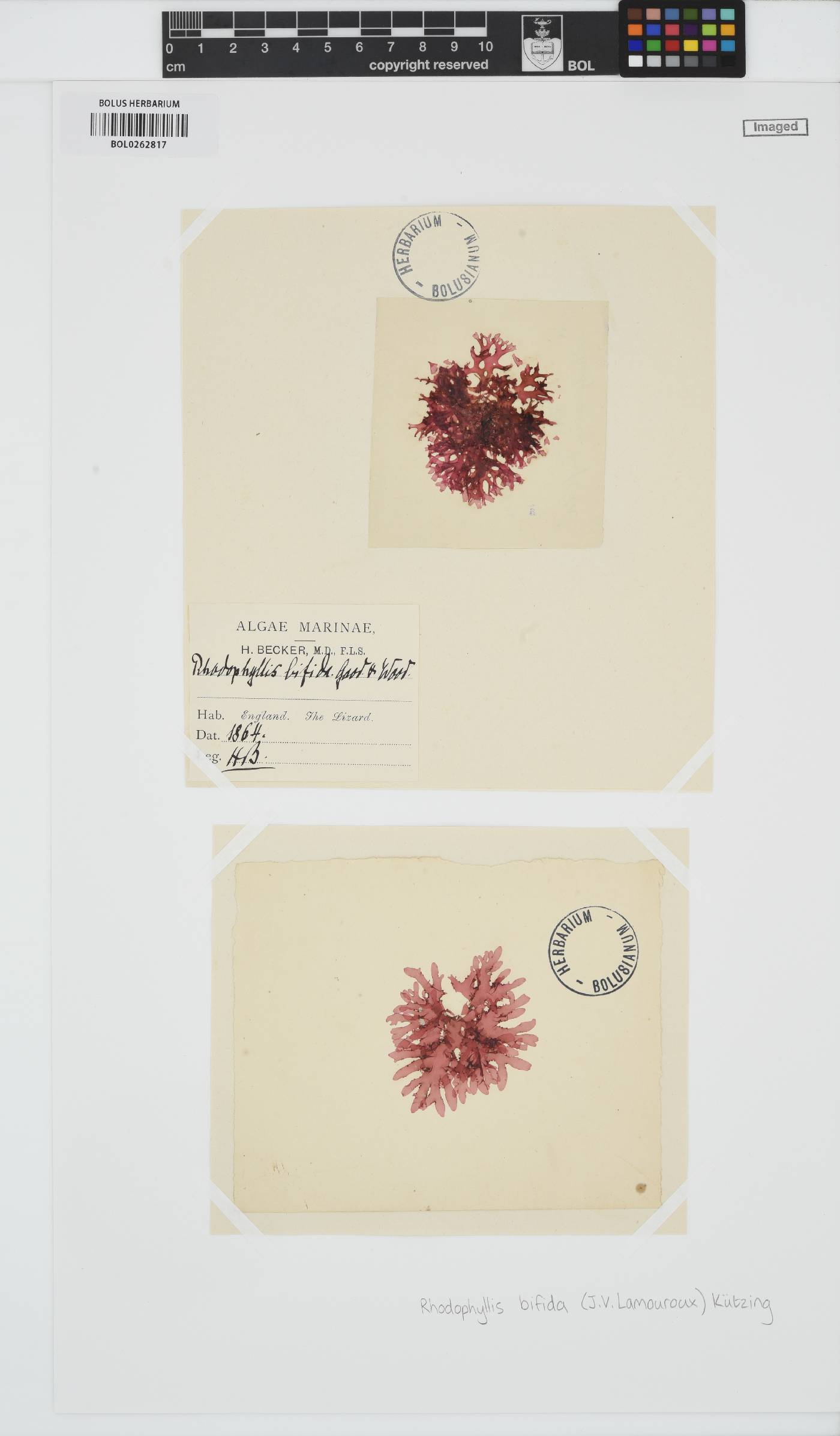 Rhodophyllis bifida image