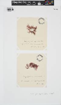 Rhodophyllis divaricata image
