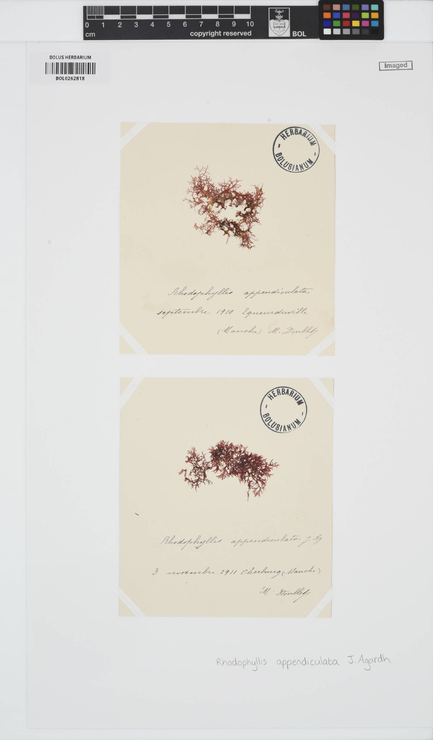 Rhodophyllis divaricata image