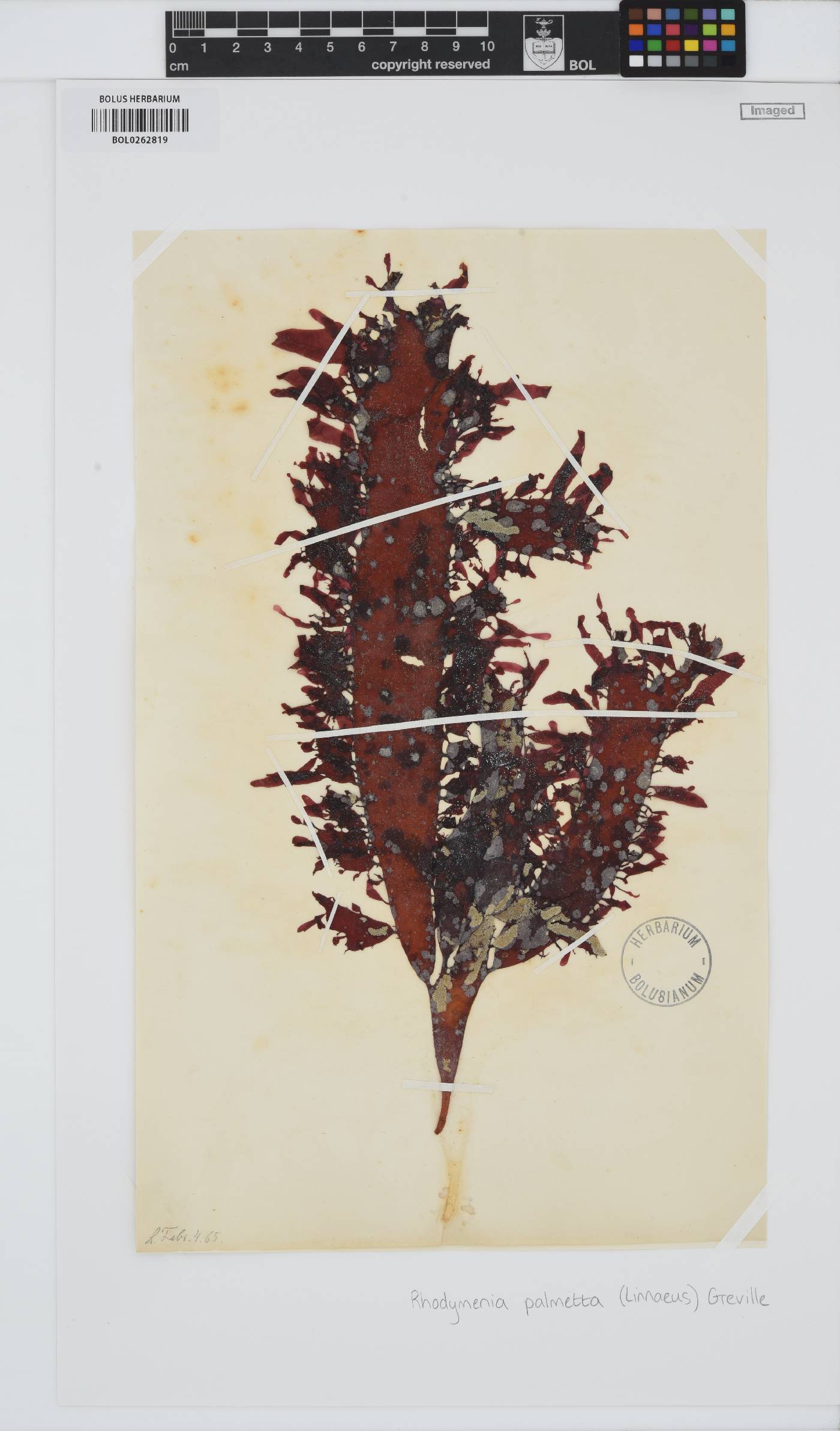 Rhodymenia pseudopalmata image