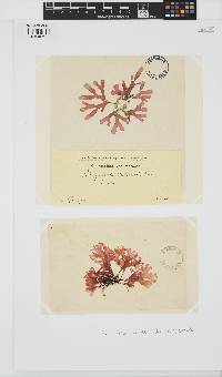 Rhodymenia pseudopalmata image