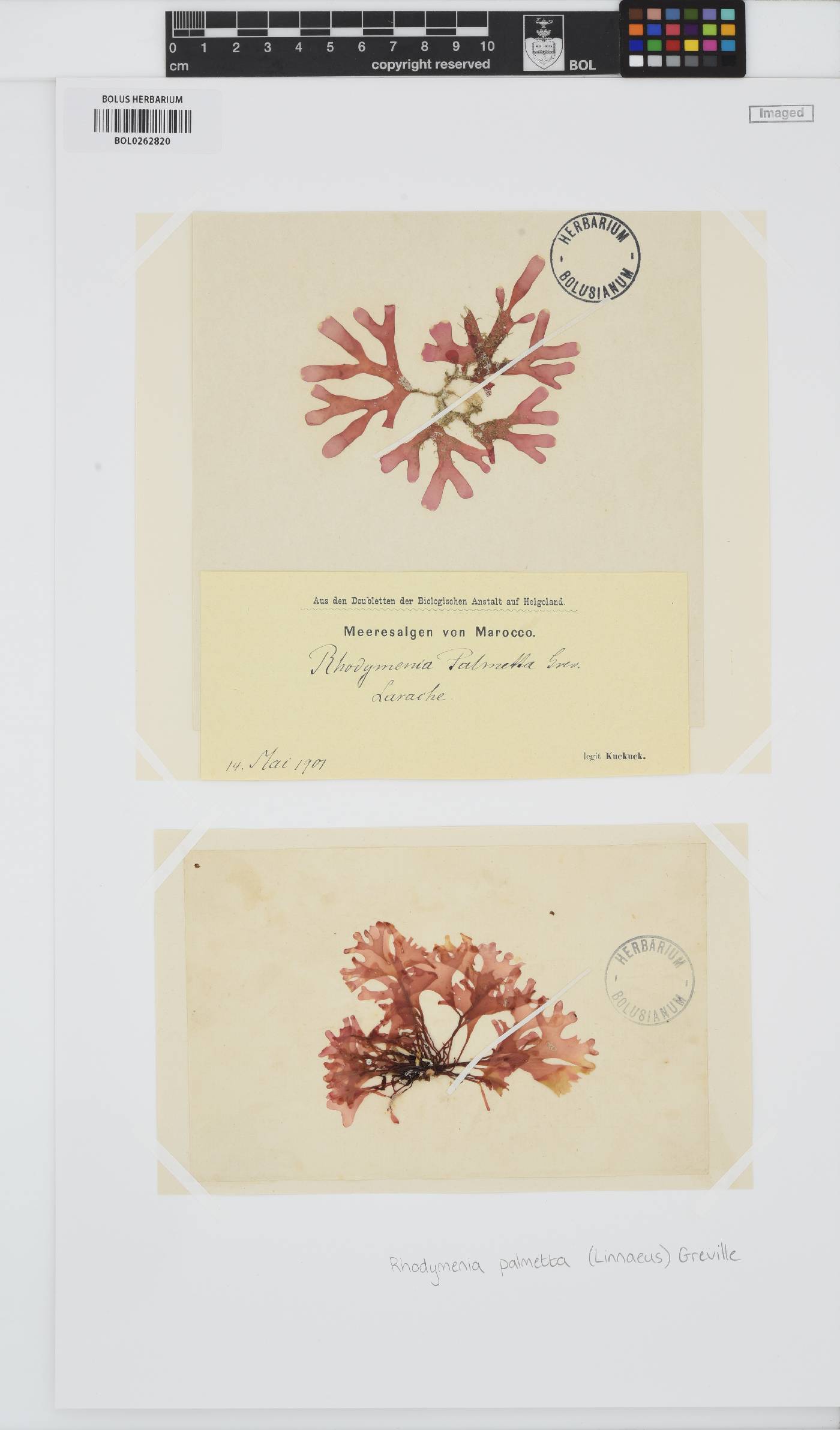 Rhodymenia pseudopalmata image