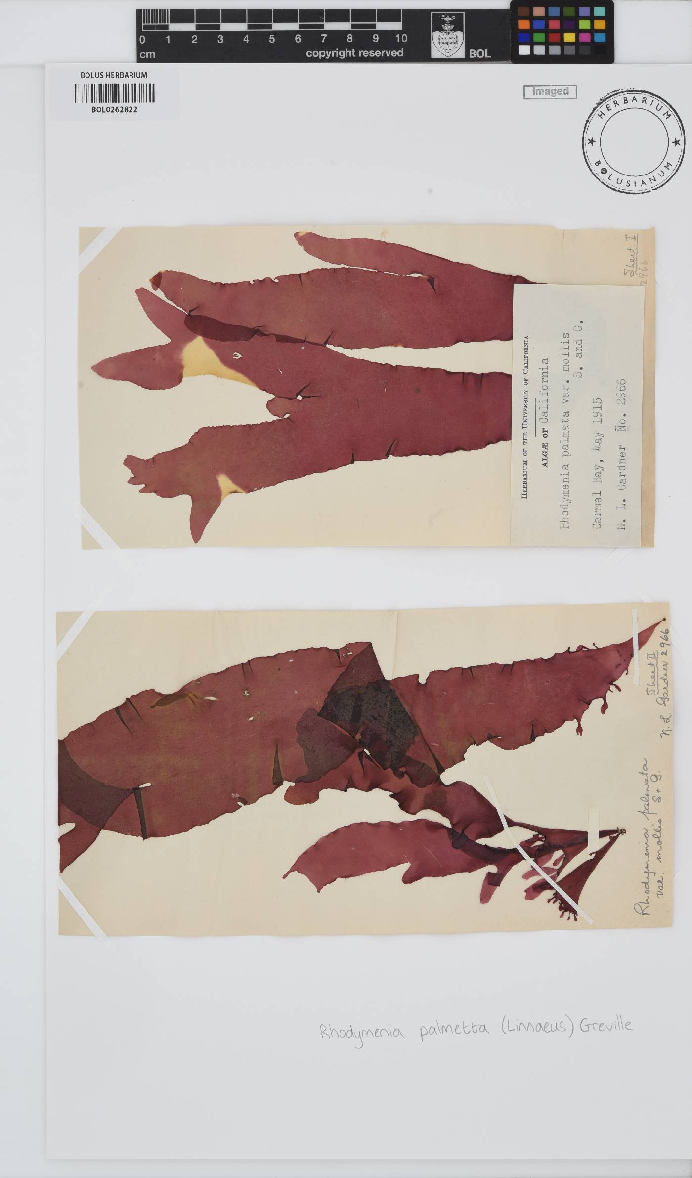 Rhodymenia pseudopalmata image