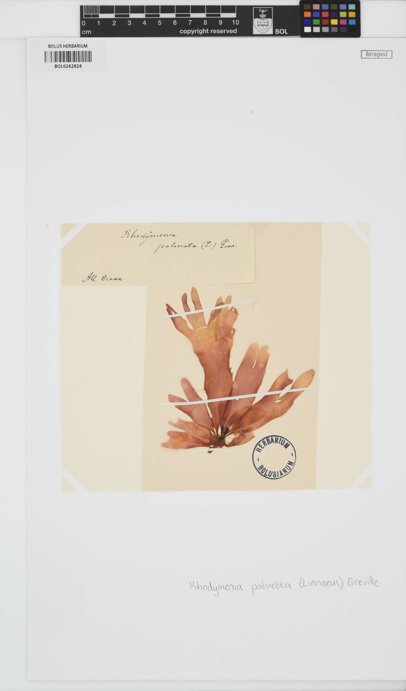 Rhodymenia pseudopalmata image