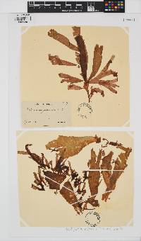 Rhodymenia pseudopalmata image