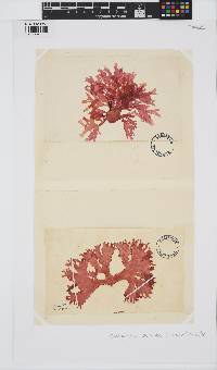 Metacallophyllis laciniata image