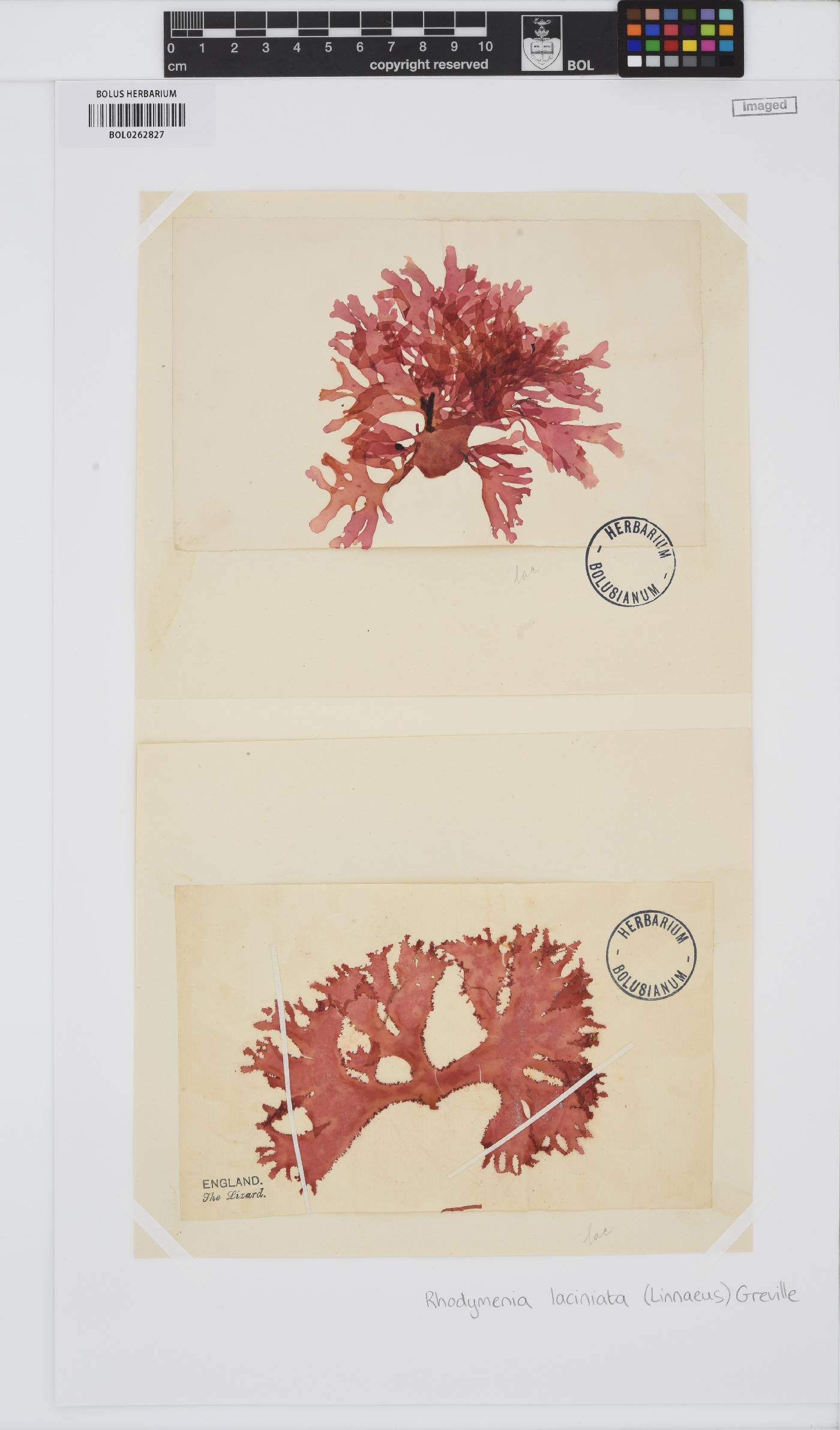Metacallophyllis laciniata image