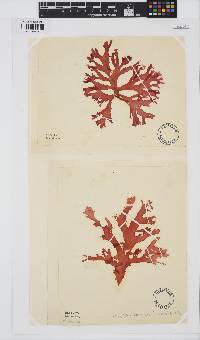 Metacallophyllis laciniata image