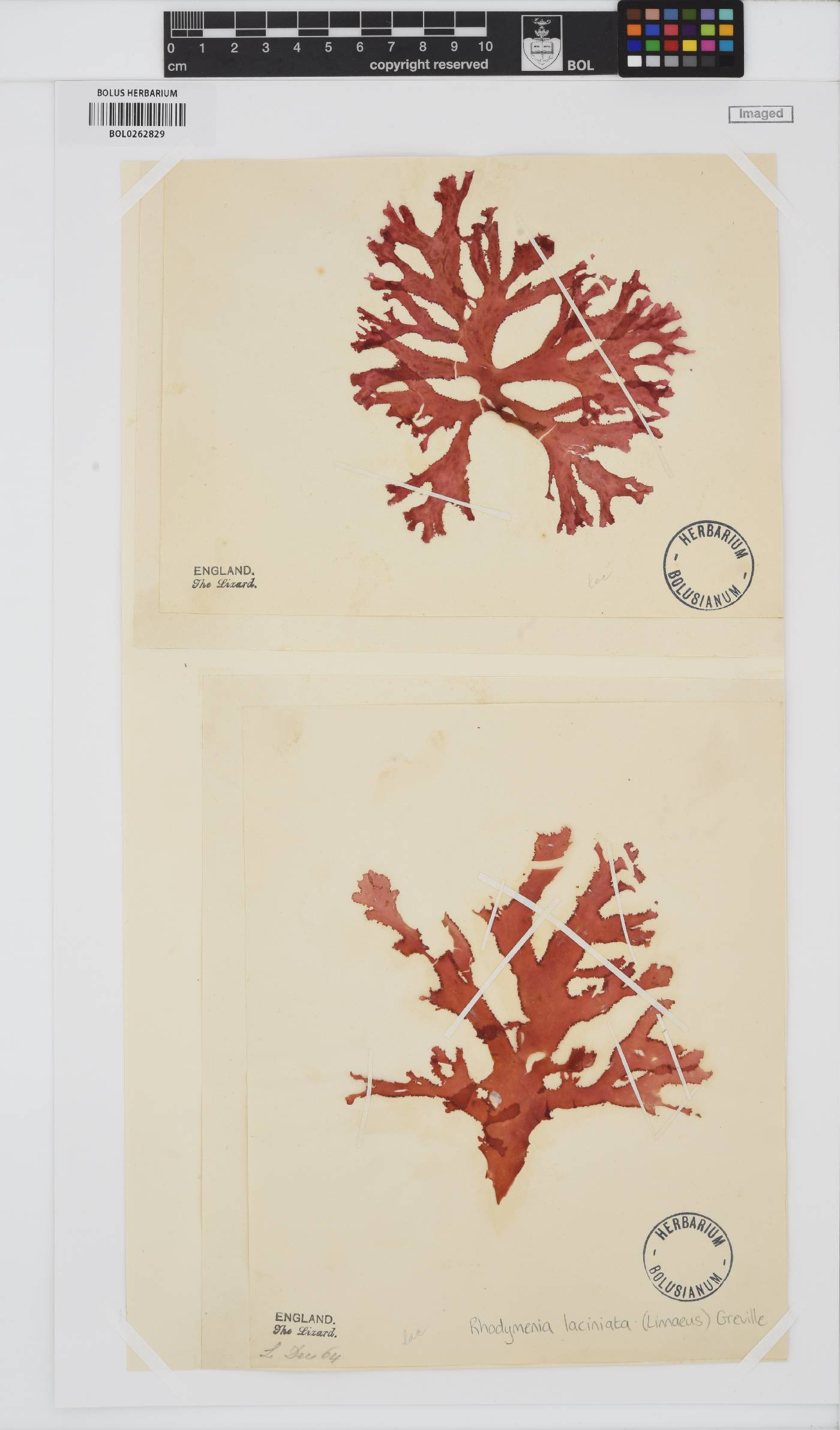 Metacallophyllis laciniata image