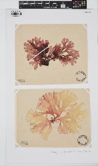 Metacallophyllis laciniata image
