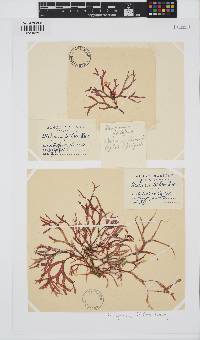 Halopeltis australis image
