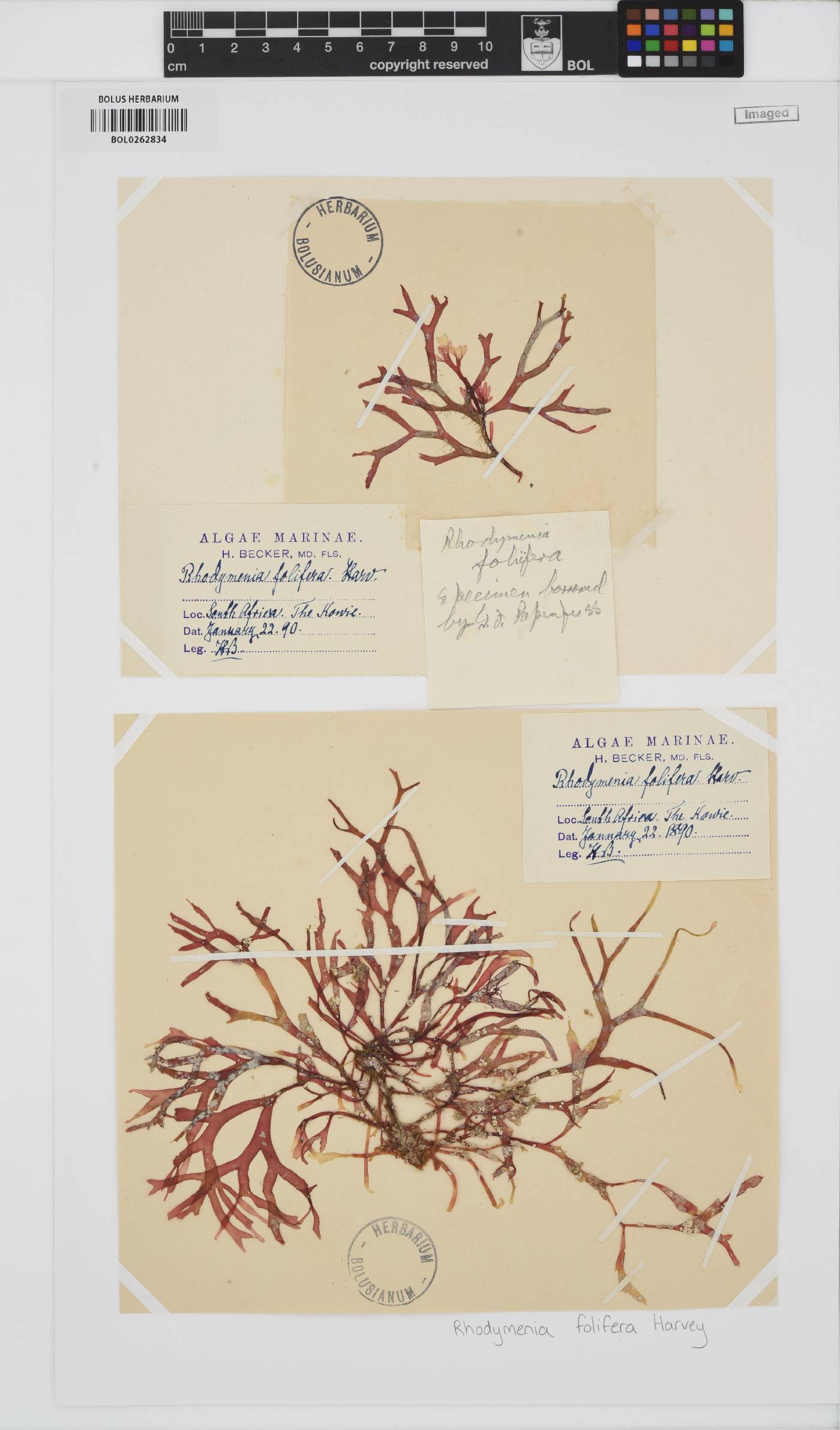 Halopeltis australis image