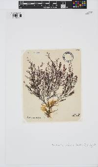 Rhodomela confervoides image
