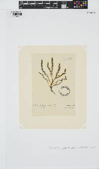 Rhodomela lycopodioides image