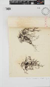 Rhodomela lycopodioides image