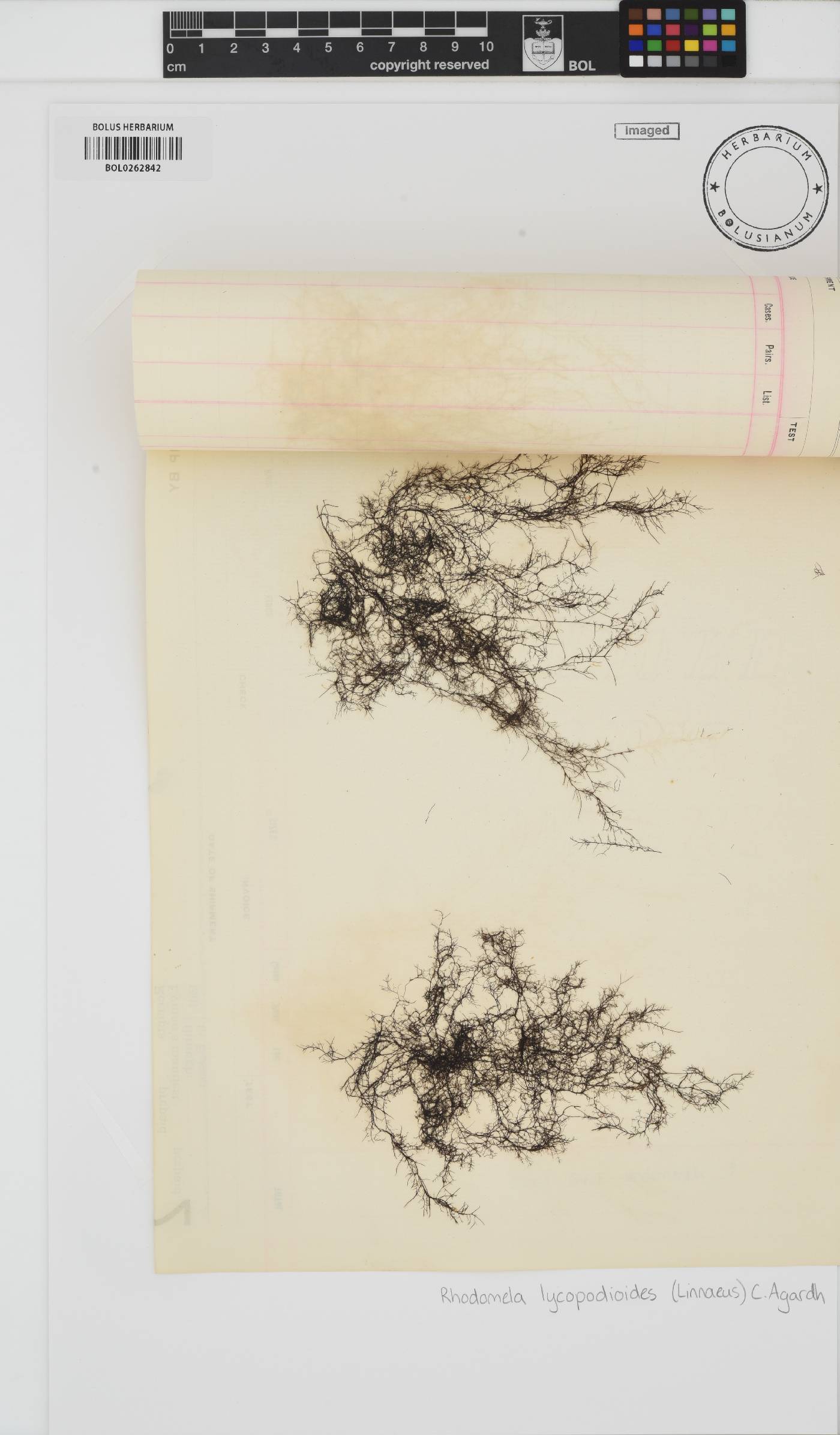 Rhodomela lycopodioides image