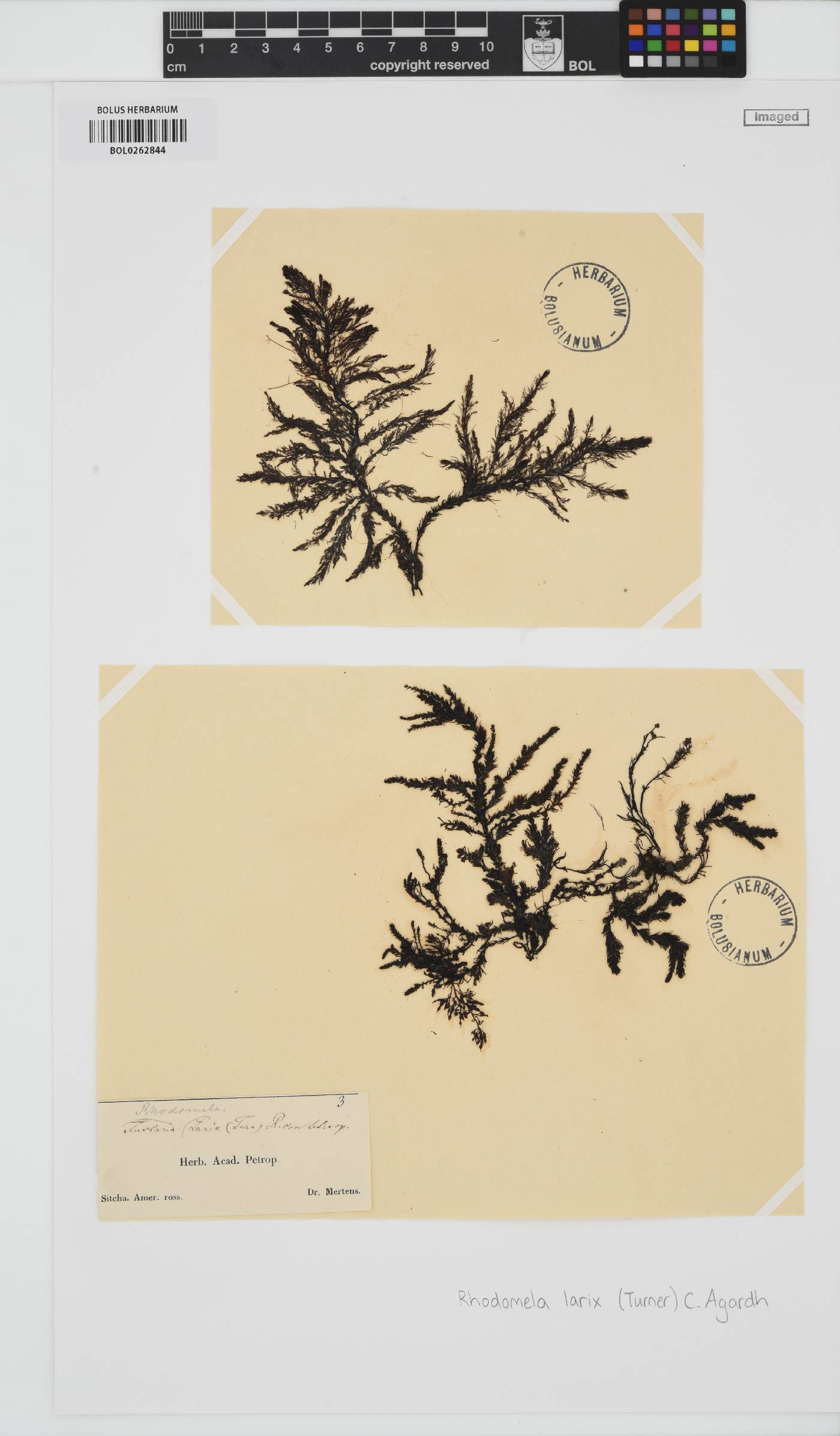 Neorhodomela larix image