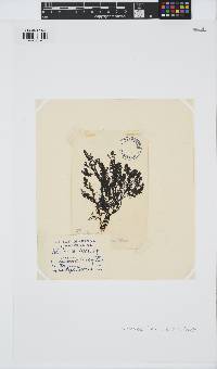 Neorhodomela larix image