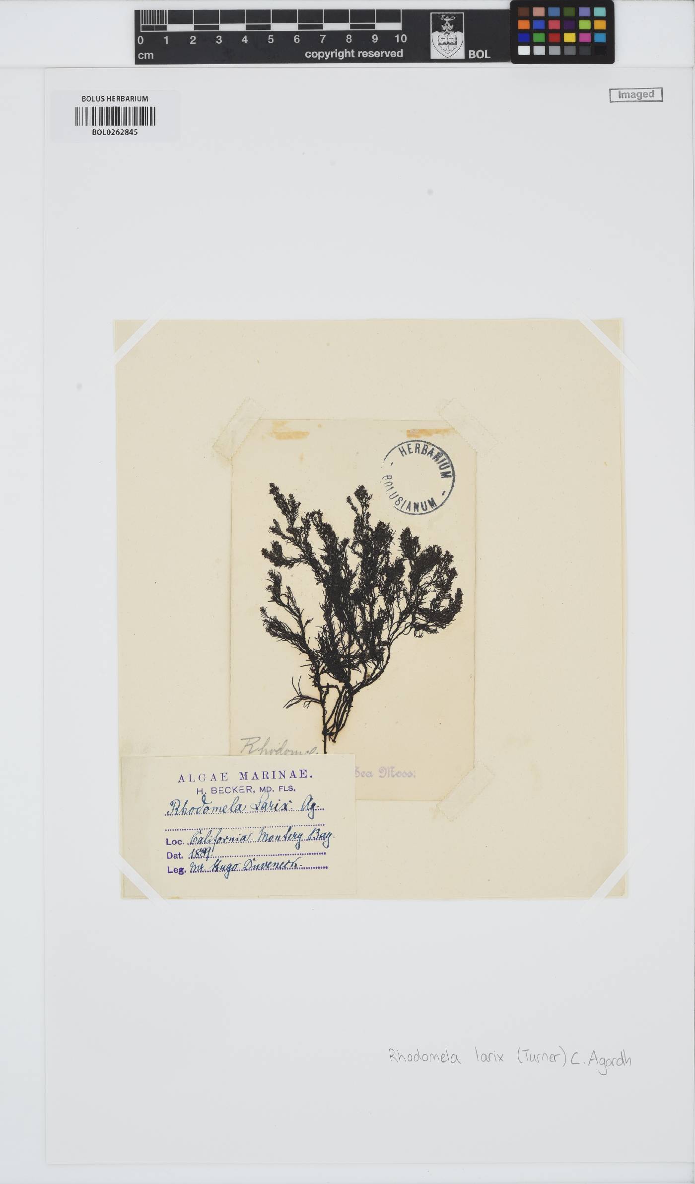 Neorhodomela larix image