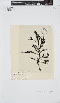Neorhodomela larix image