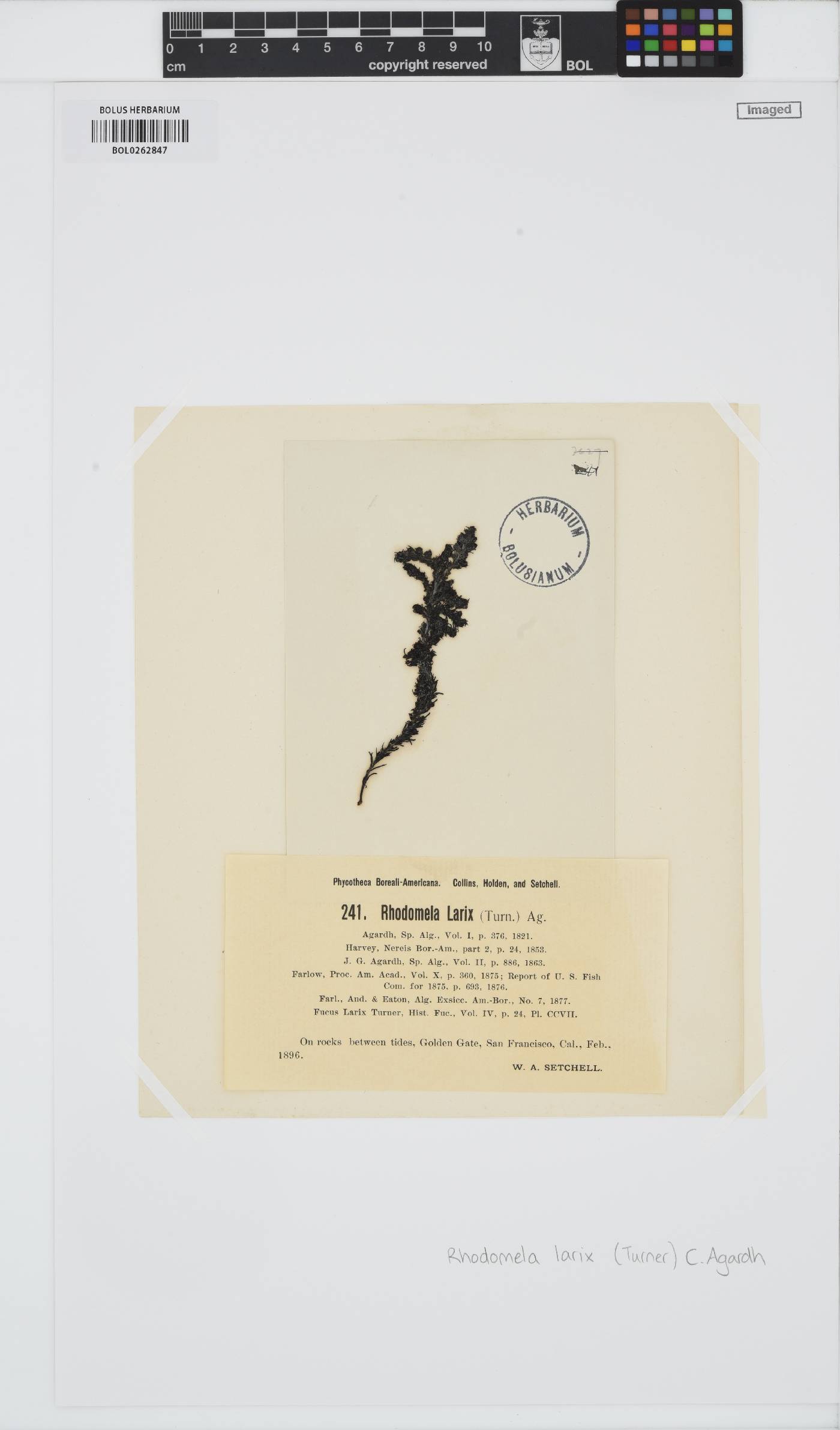Neorhodomela larix image