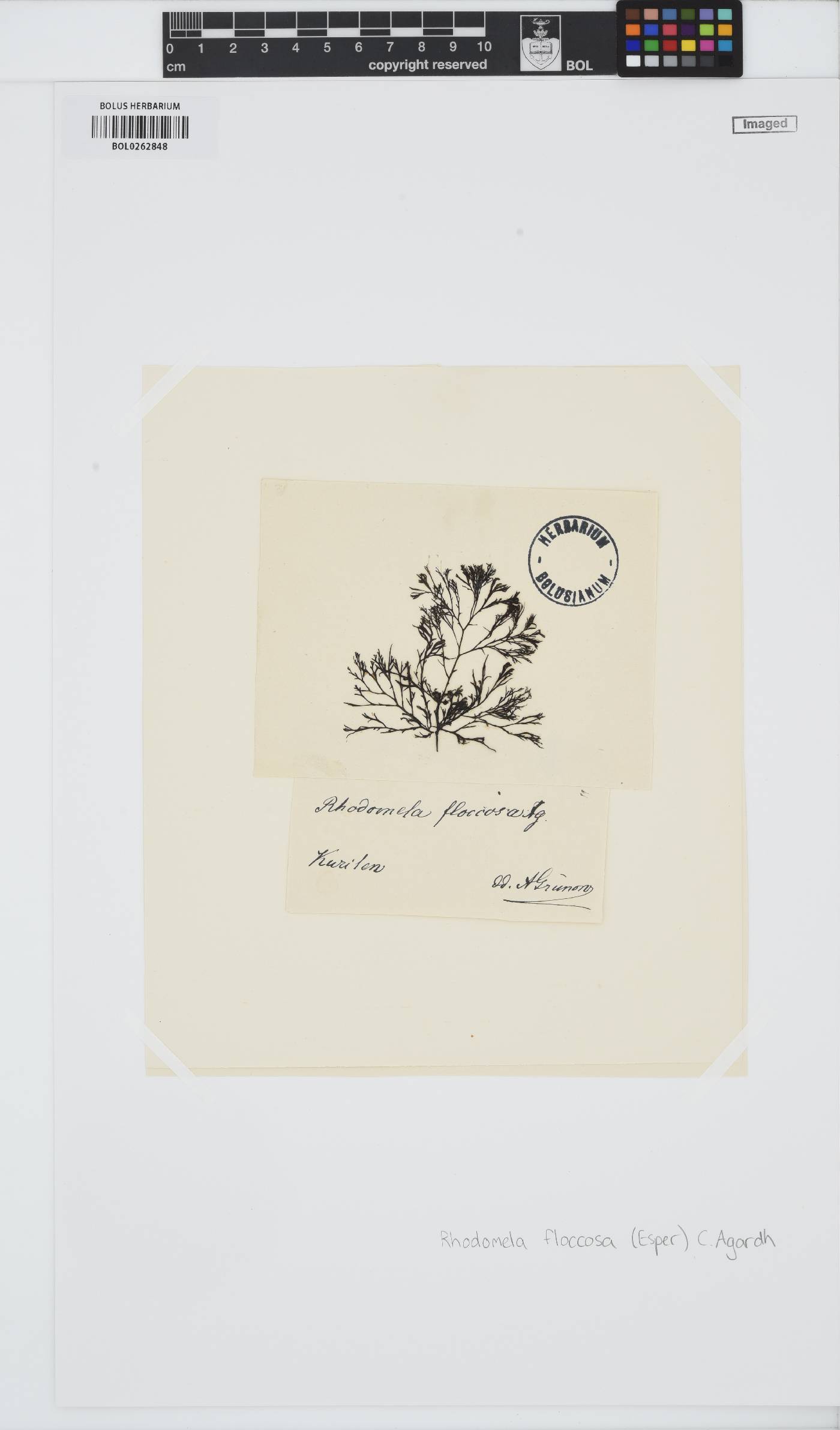 Odonthalia floccosa image