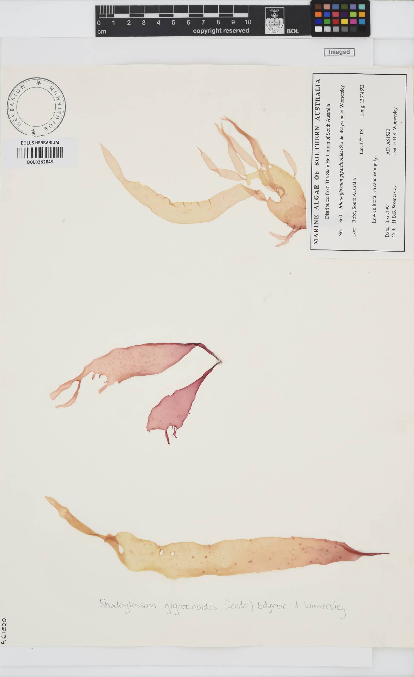 Rhodoglossum gigartinoides image