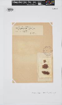 Rhodochorton purpureum image