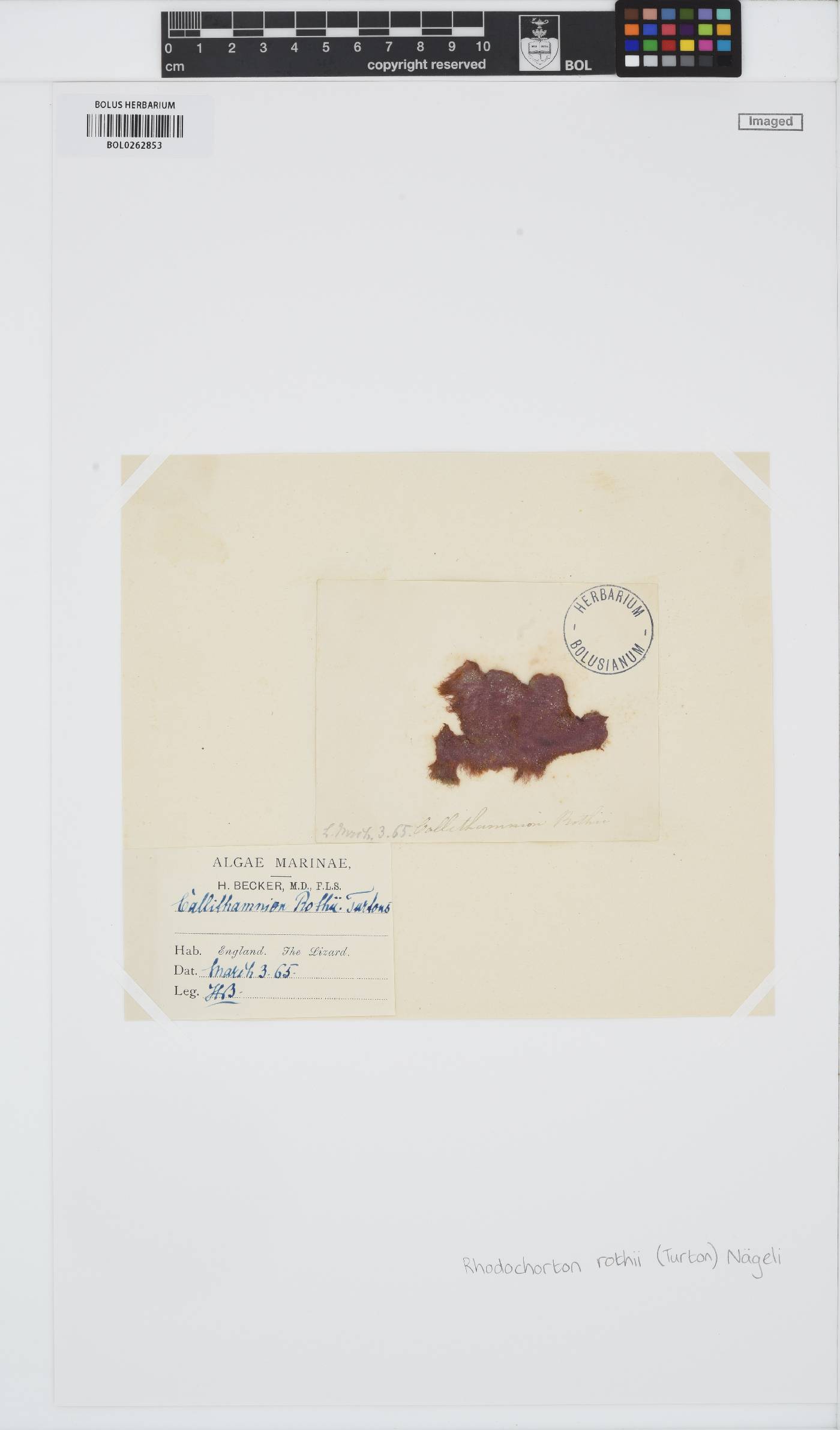 Rhodochorton image